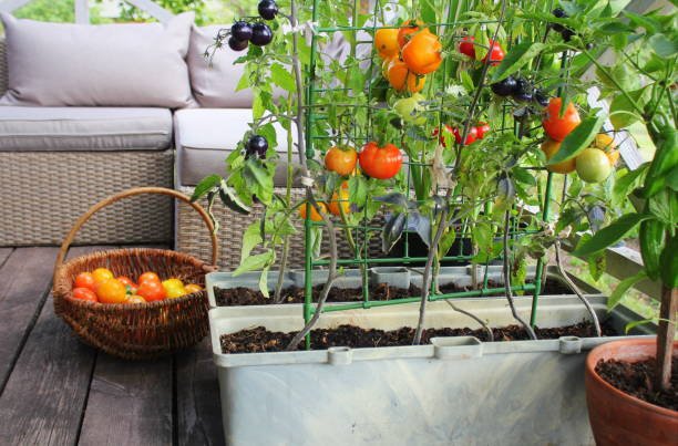 Best Vegetables to Use on the Pan